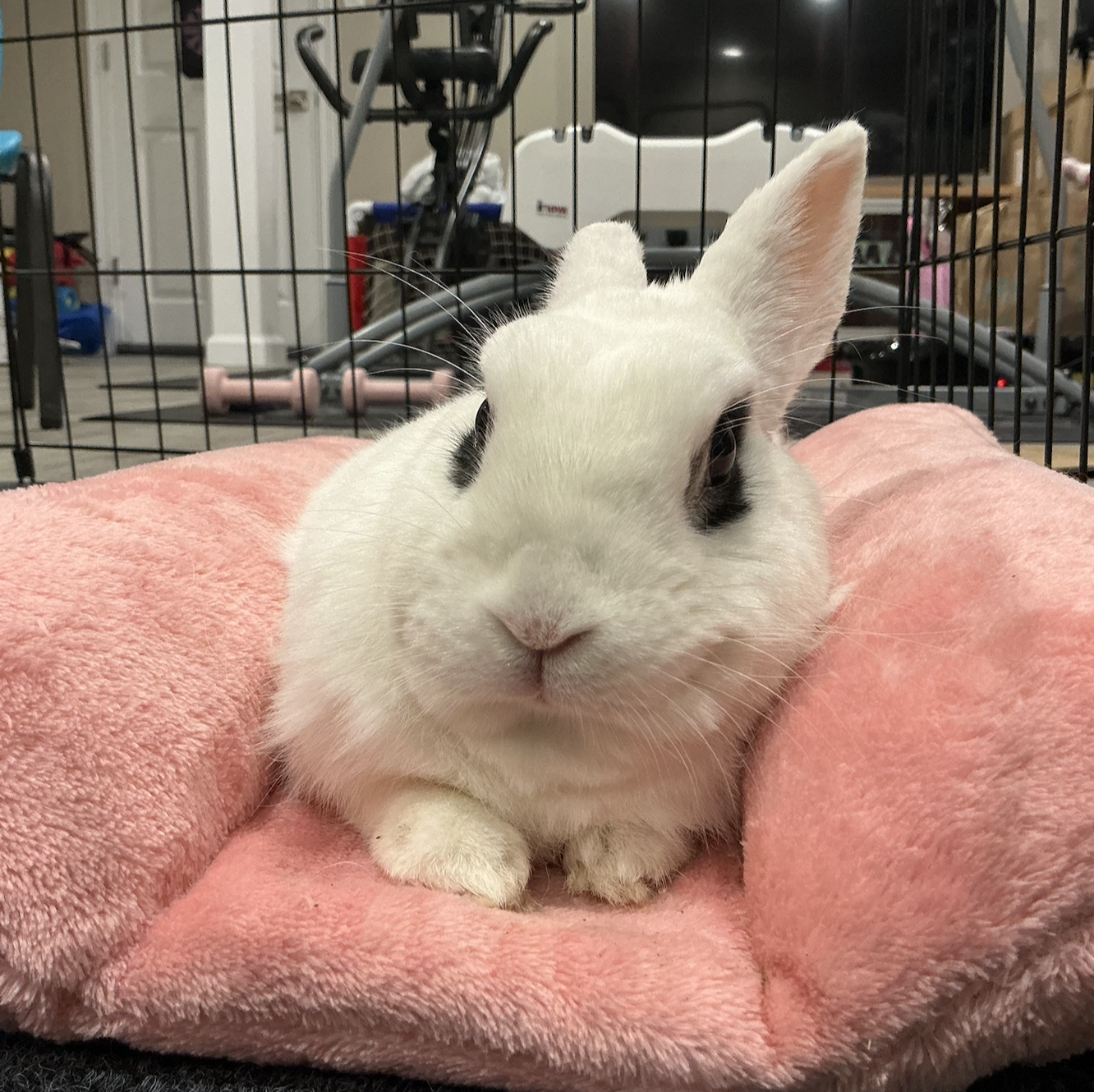 My rabbit, Bun-Bun