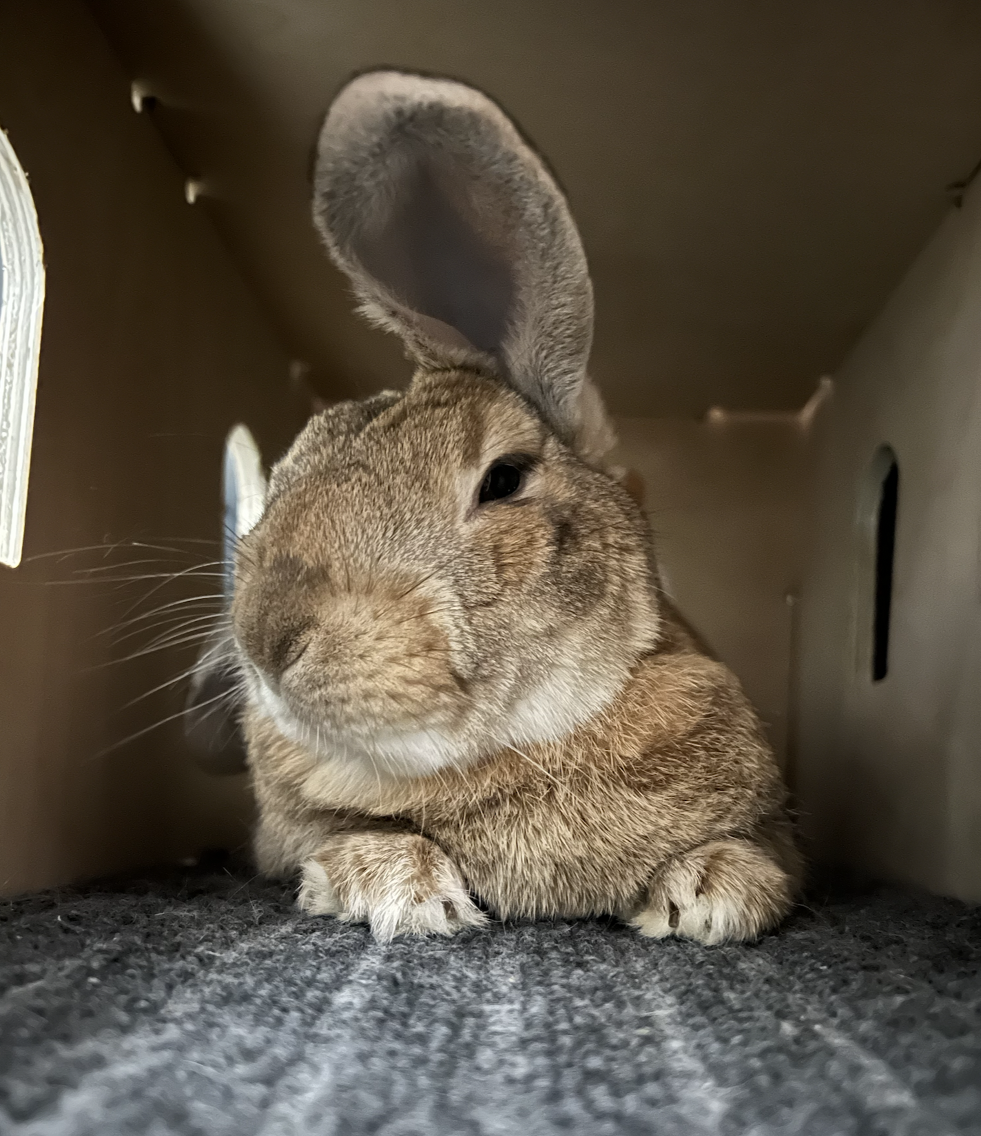 My cousins' rabbit, Mochi