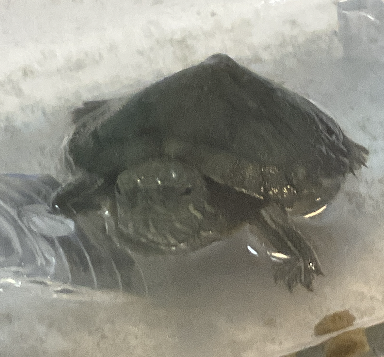 Full-body shot of my baby turtle