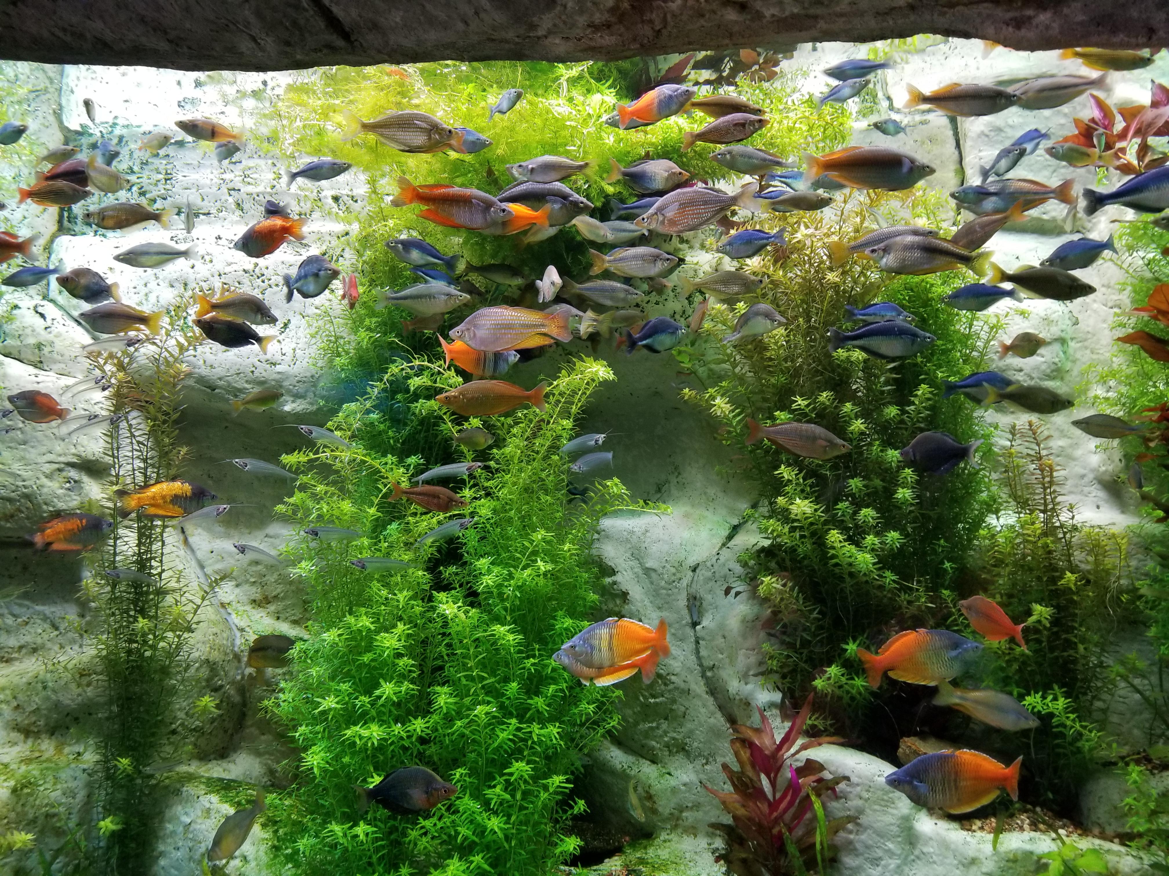 Diverse fish in a tank